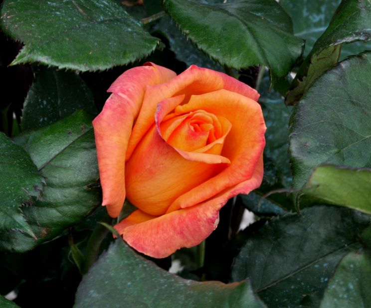 Rose Raymond