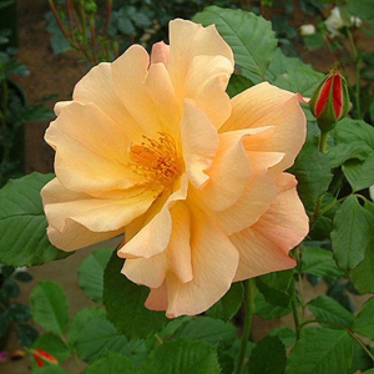 Rose Raymond