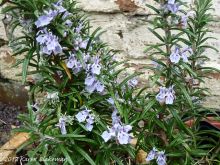 Rosemary England