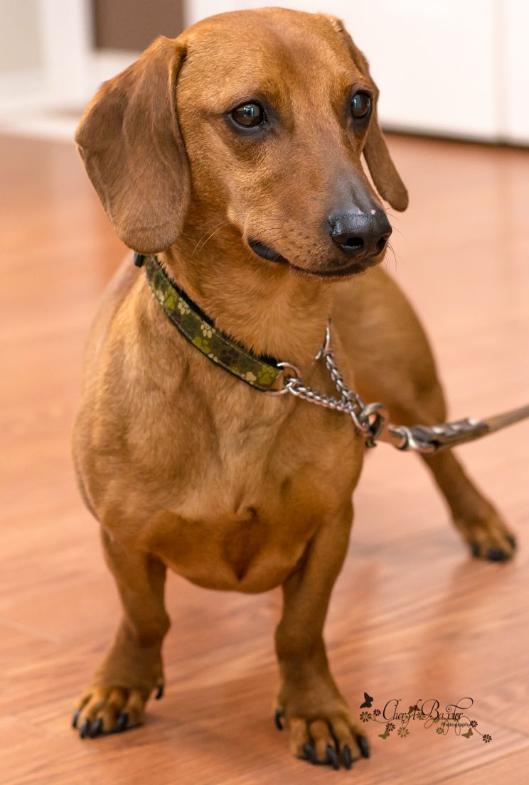 Rufus
