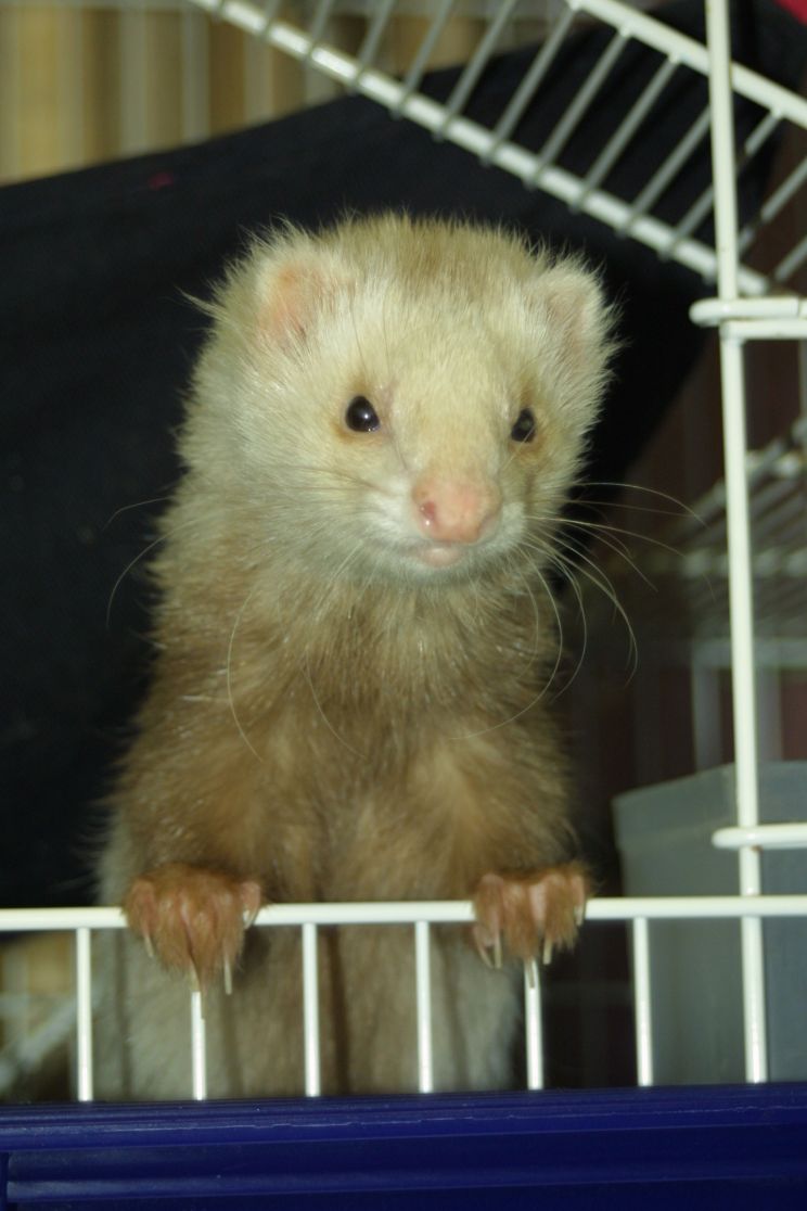 Samuel Honywood