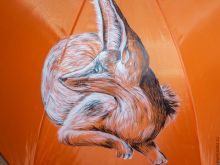 Sandy Fox photo