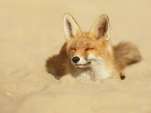 Sandy Fox