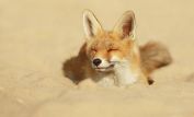 Sandy Fox