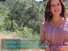 Sandy Greenwood