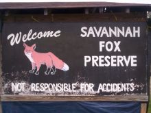 Savannah Fox