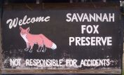 Savannah Fox