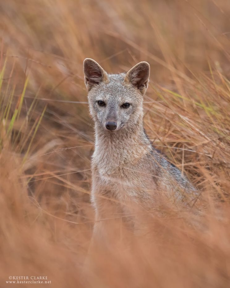 Savannah Fox