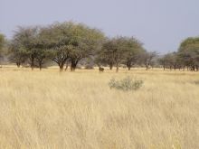 Savannah