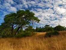 Savannah
