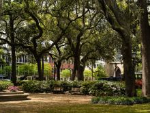 Savannah
