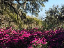 Savannah