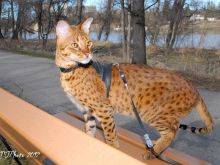 Savannah