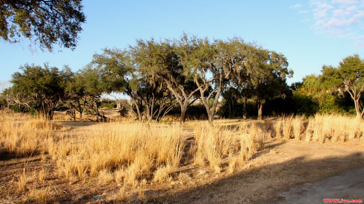 Savannah