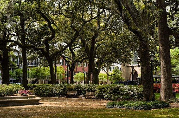 Savannah