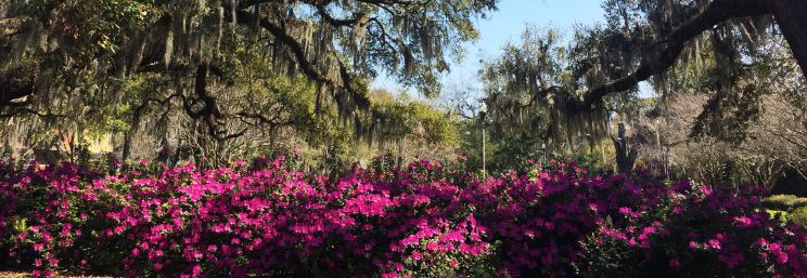 Savannah