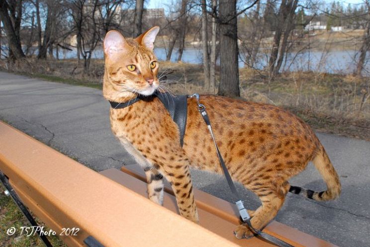 Savannah