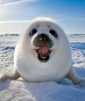 Seal