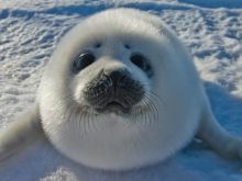 Seal