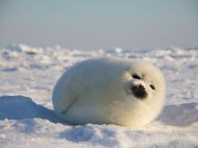 Seal