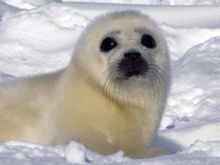 Seal