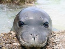 Seal