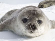 Seal