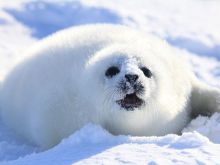 Seal