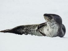 Seal