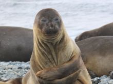 Seal