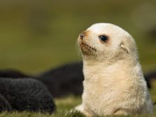 Seal