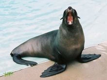 Seal