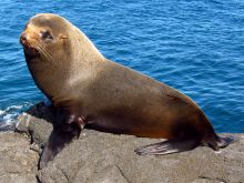 Seal