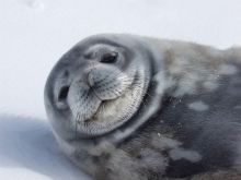 Seal