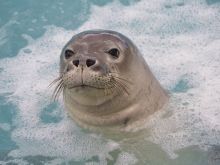 Seal