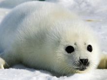 Seal