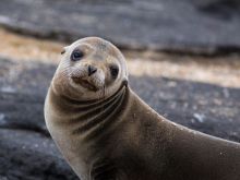 Seal