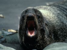 Seal