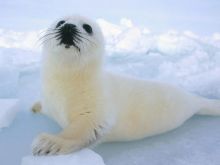 Seal