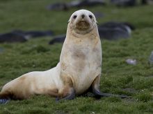 Seal