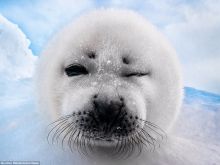 Seal