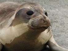 Seal