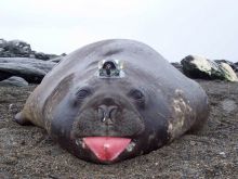 Seal