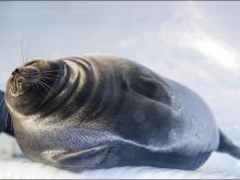 Seal