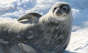 Seal