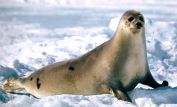 Seal