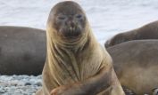 Seal