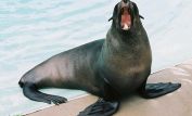 Seal