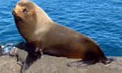 Seal