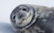 Seal